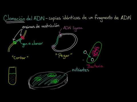 Vídeo: Uso De La Enzima Uracilo-ADN Glicosilasa Para Reducir Los Artefactos Relacionados Con El ADN De Tejidos Fijados Con Formalina E Incluidos En Parafina En La Rutina De Diagnóstico