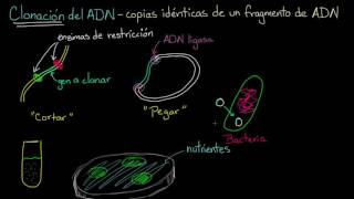 Clonación de ADN y ADN recombinante | Biología | Khan Academy en Español