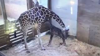 April's Baby Giraffe Takes First Steps and Falls!