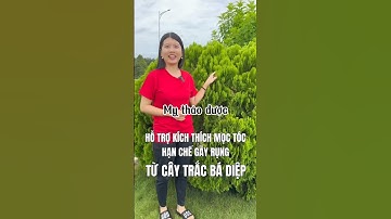 Cây Trắc Bá Diệp ( thuộc bài) hỗ trợ kích thích mọc tóc, hạn chế gãy rụng #mythaoduoc #thuocnam