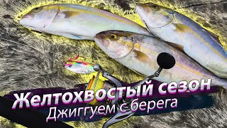 Восточно-Китайское море 东海. Лакедра (紅甘). Береговая морская рыбалка. 2018/10