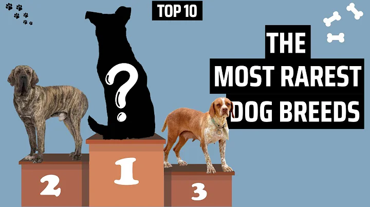 Top 10 Rarest Dog Breeds In The World