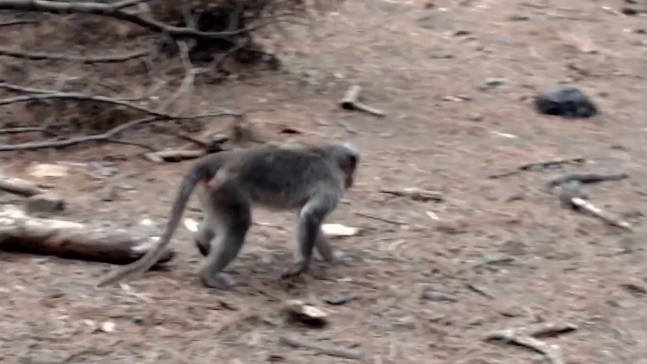 Funny monkeys will make you laugh hard - Funny and cute compilation - Must watch!