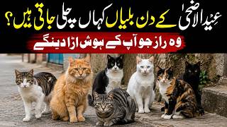 Where Do Cats Disappear on Eid ul Adha? The Shocking Mystery Revealed!