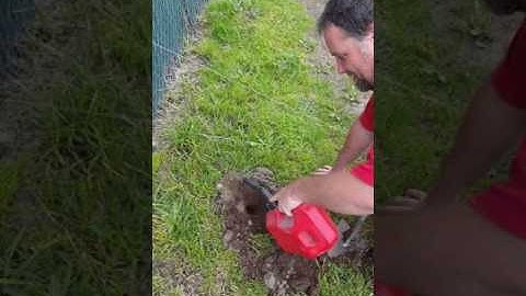 100% guaranteed to get rid of moles from your yard.