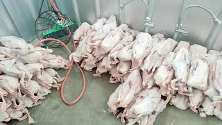 Download Lagu Proses Produksi Bebek 👉🏼🔪🦆 Best Quality (Bebek Merakyat Original) \ MP3