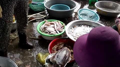 Cảng cá Đại lãnh. 5h sáng ngày 26/07 /2017.