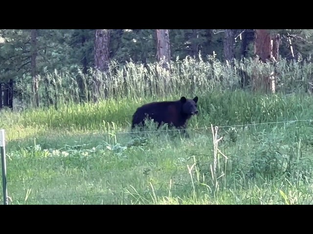 Bear Activity at Pinewood May Increase as They Start Prepping for Winter