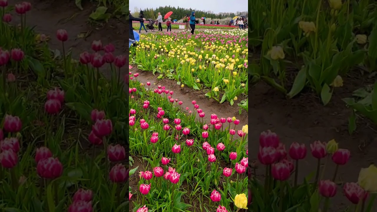 Stunning tulip farm.Watch full vlog tomorrow on my YouTube channel  