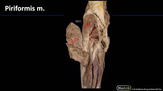MSK Lab 1 Station 28 - Pelvic Musculature