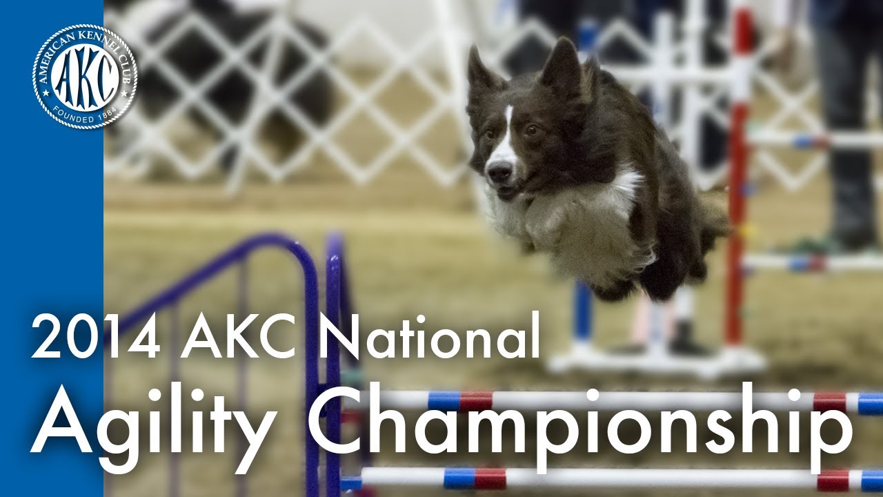2014 AKC National Agility Championship YouTube 2014-akc-national-agility-championship-youtube