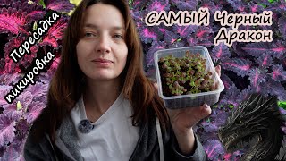 видео: Будни цветовода. Пикировка Колеусов Черный дракон, подсадка черенков традесканции, посев новых семян картинка: Будни цветовода. Пикировка Колеусов Черный дракон, подсадка черенков традесканции, посев новых семян