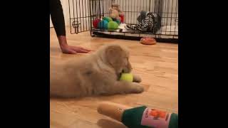 Puppy belly flops #Shorts