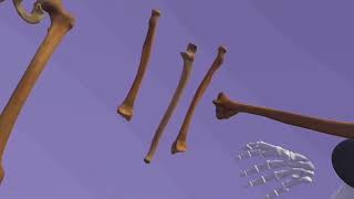VR Osteology DevLog: Complete integration of real bones into articulation activity