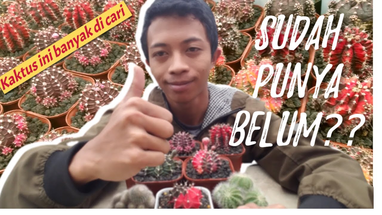 TANAMAN KAKTUS GYMNO OWNROOT | CEK HARGA KAKTUS | PROMO AKHIR TAHUN 2022