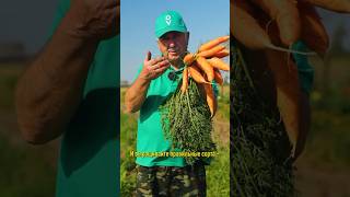 Вот почему морковь совсем не хранится! Как и когда убирать морковь