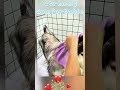 Immersive experience of giving an Alaskan Malamute a bath #relaxation #asmr #dog #comfort #doglover