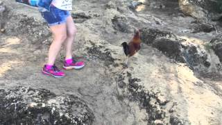 Chickens In Hawaii Aren&#39;t From The US