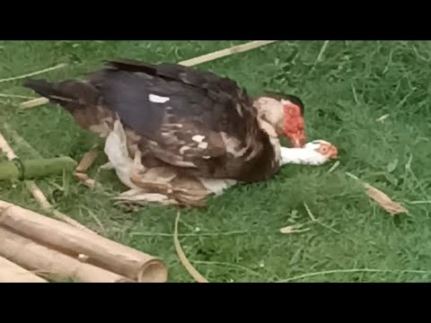 proses perkawinan entok mentok - YouTube