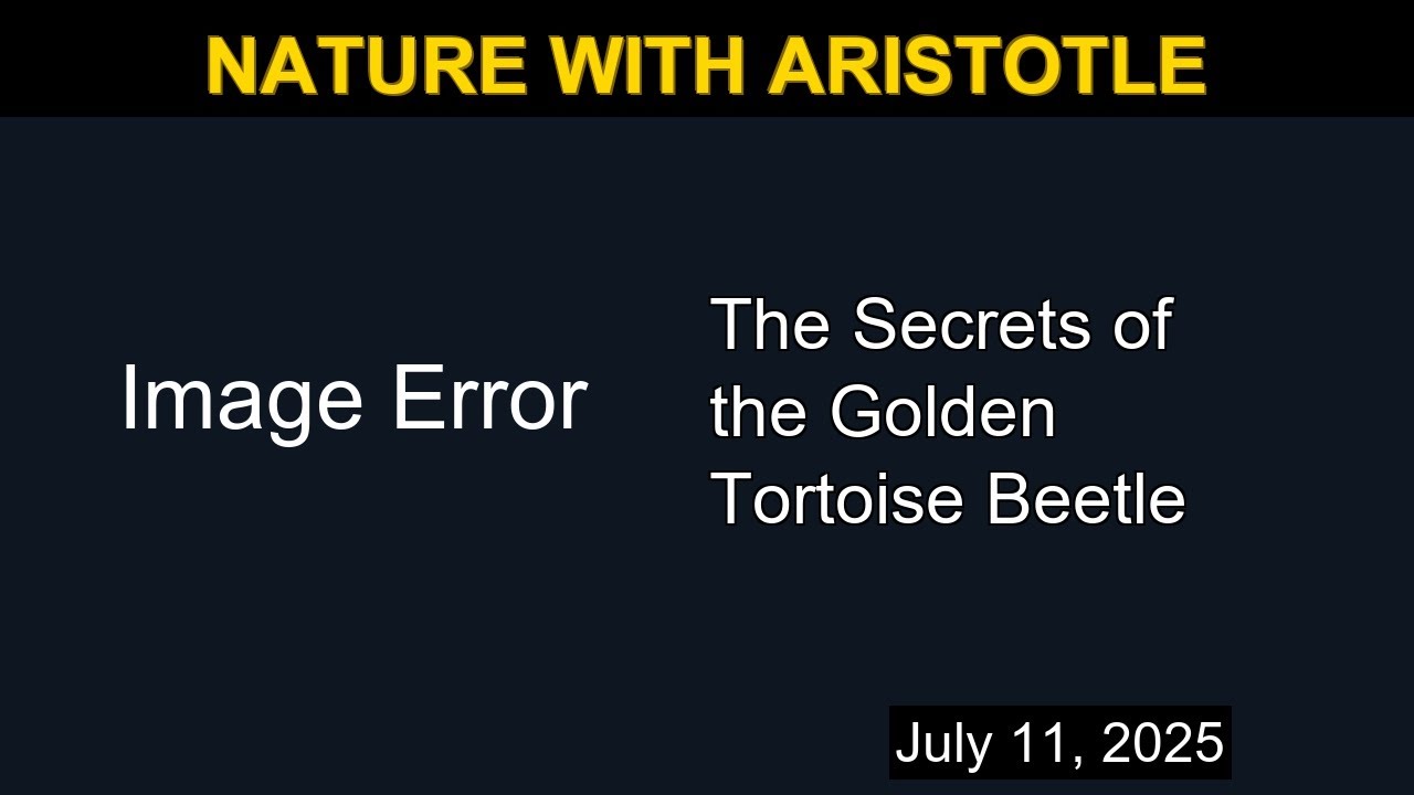The Secrets of the Golden Tortoise Beetle | Nature with Aristotle