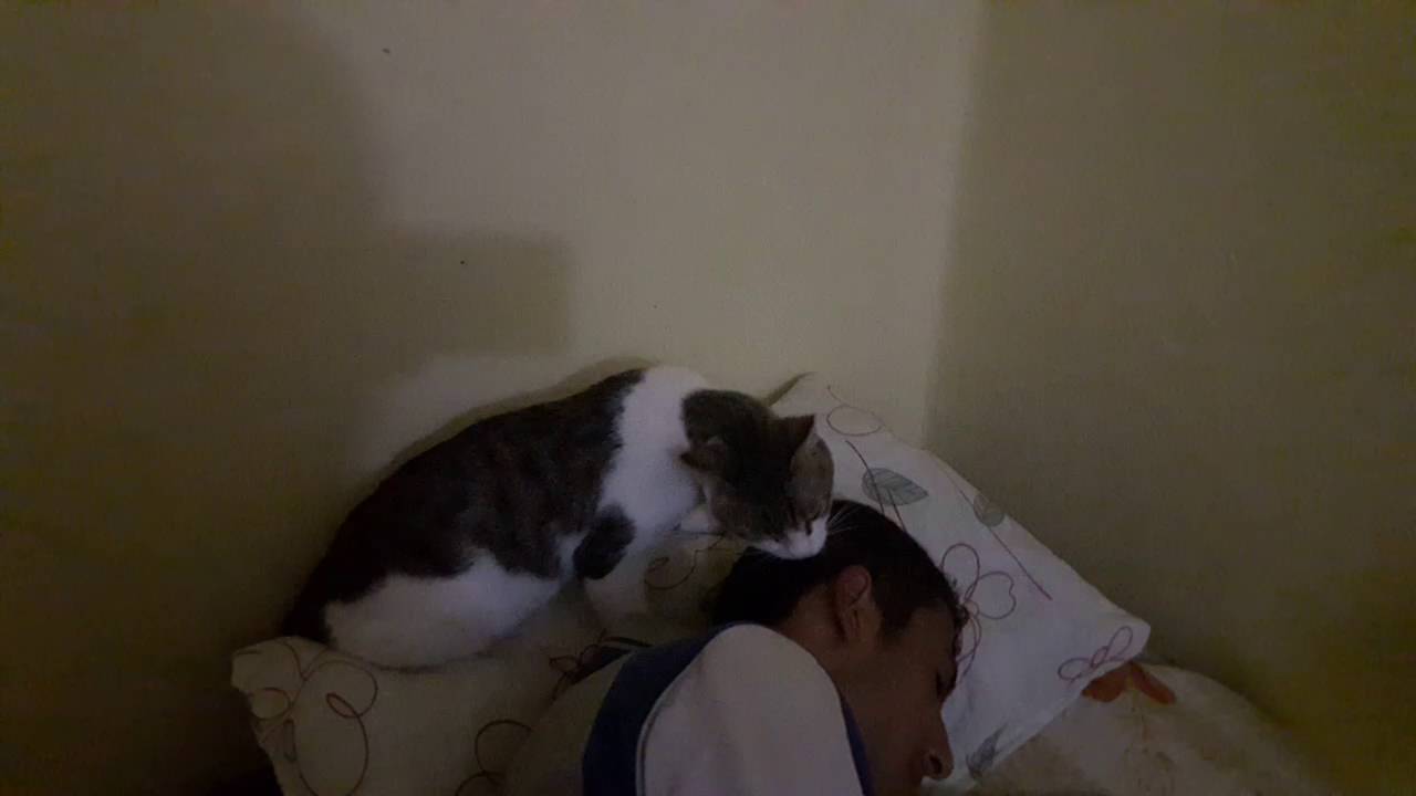 Aç kedi yemek için sahibini uyandırdı YouTube