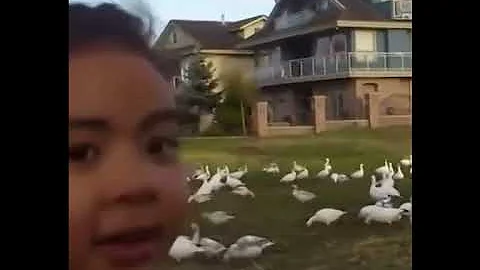 Look at all those chickens!! (Original)