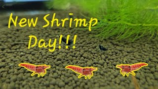 Shrimp Delivery, Amazing New RARE Shrimp!!!