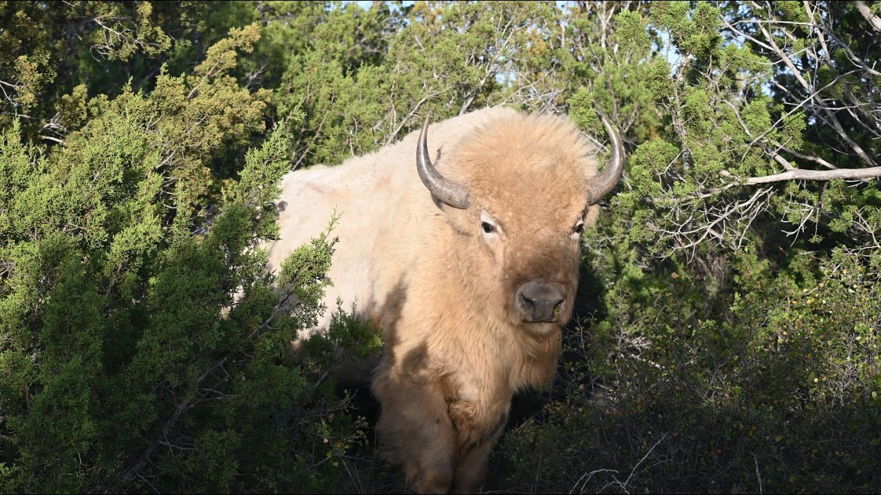 Whistling Winds Ranch – 1,765± Acres in Hardeman County, TX Game Ranch for Sale