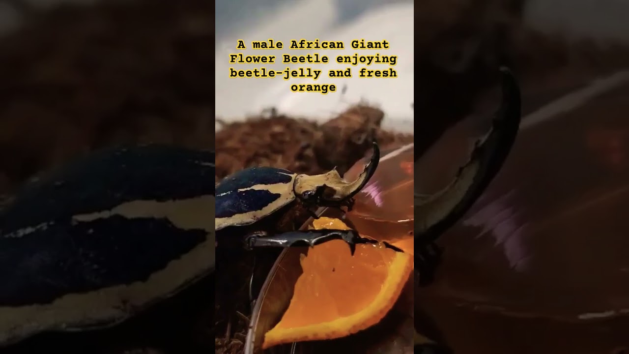 Male African Flower Beetle Feeding