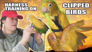 I AM HARNESS TRAINING MY GOLDEN CONURE'S WHO ARE CLIPPED in TWO DAYS -  4 STEP METHOD