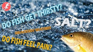 Do Fish Get Thirsty?