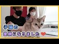 25 ++ 可愛い 子猫 里親 146871-可愛い 子猫 里親