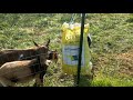 DIY Goat Hay Feeder from Recycled Feed Bags