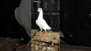 pigeon attitude ???shorts shortsfeed shortvideo youtubeshorts viral pigeon kabootar