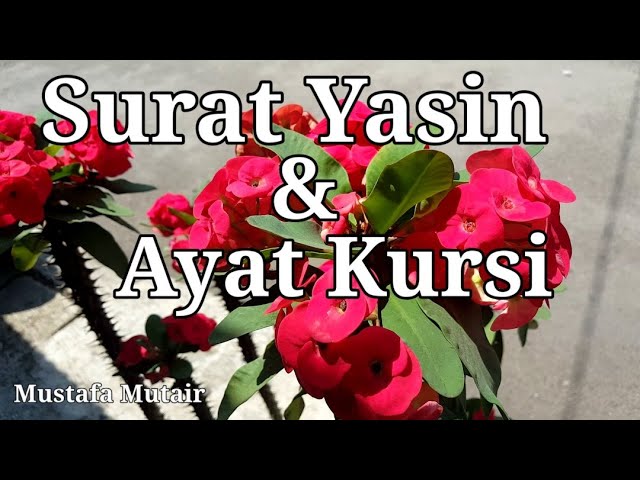 SURAT YASIN u0026 AYAT KURSI || Chap.1~~ (Dilengkapi dengan, tulisan arab u0026 terjemahan)~~ Mustafa Mutair class=