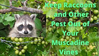 Keep Raccoons and Pest Out of Your Vines!