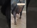 Ai danger doctor #narenderbhagana #virls #virlshort #farming #haryanvi #son#tranding #youtubeshorts