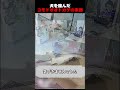 犬を噛んだコモドオオトカゲの末路
