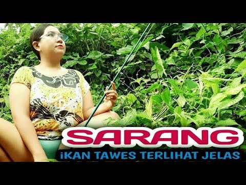 mancing pagi di sungai hutan pedesaan