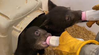 Black Bear Rescue Manitoba: The "L" Cubs