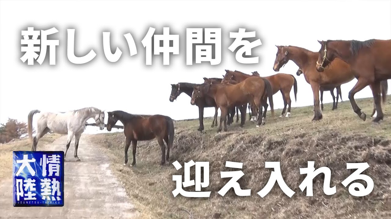 【Make you happy】Heart warming moment of a former racehorse joins the herd.[HORSE TRUST]