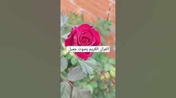 القرآن الكريم بصوت جميل #explore #قرانكريم #قران_كريم #تيك_توك #قران #قرآن #لايك #quran