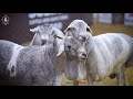 Glimpse of our 2026 collection ♥️, Qurbani Season 2k26 @SultanCattleAndGoatFarm