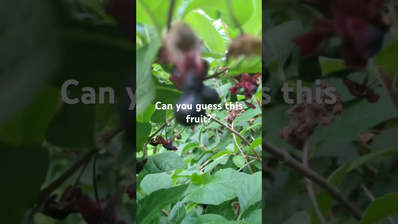 Black twinberry 🫐🍒