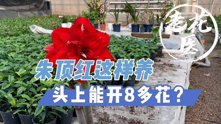 【老花医植物推荐】怎样正确去养朱顶红？养好了，头上能开8朵花？朱顶红养护分享。How to plant Hippeastrum - 天天要闻