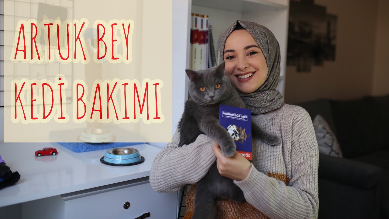 Evde Kedi Beslemek British Shorthair Youtube