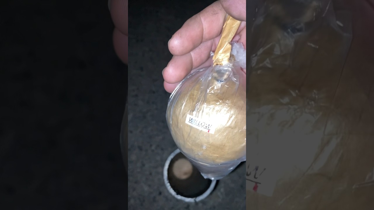 3” Golden Willow ￼ display shell 