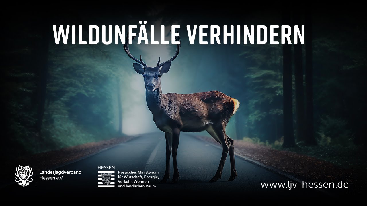 Wildtierunfall Bodnegg nahe Kreisverkehr