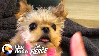 Half-Pound Puppy Wins Over His Big Dog Sister | The Dodo Little But Fierce