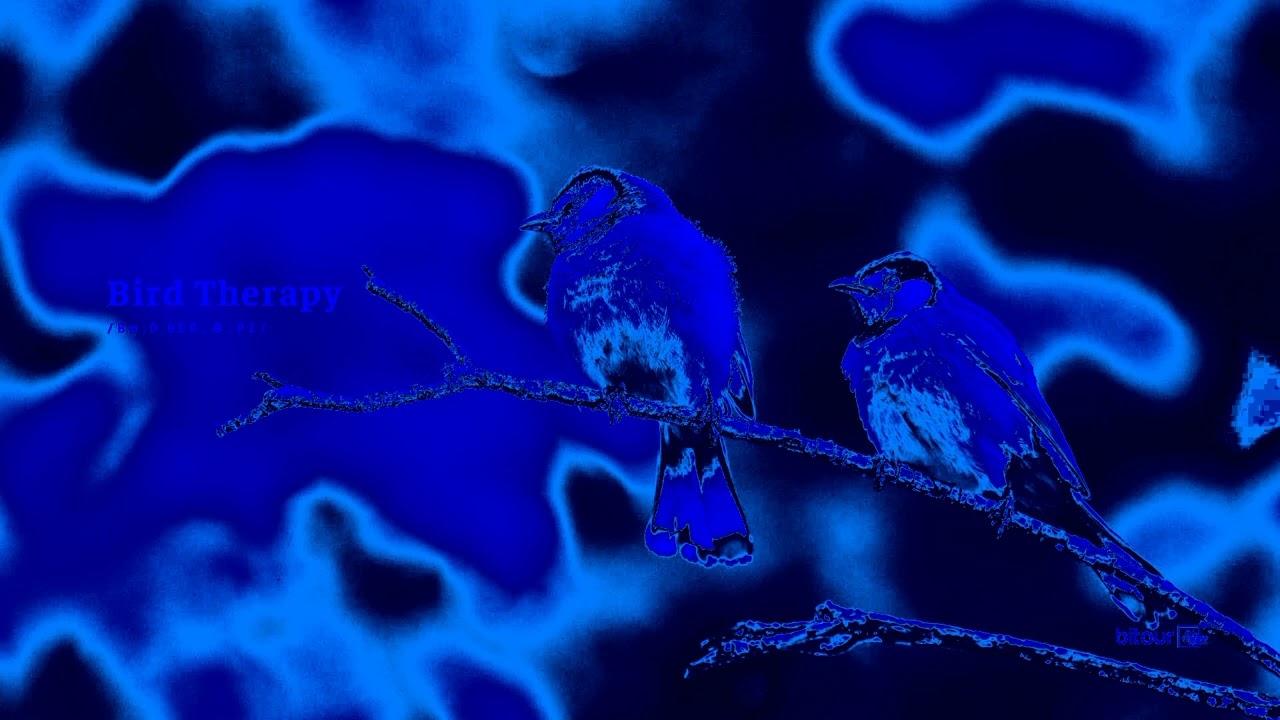 Bird Therapist - Craig MacArthur 